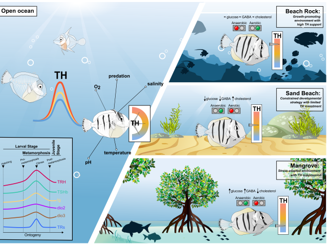 Fish are shown in four habitats - open ocean, beach rock, sandy beach and mangroves. Labels show the important variables across ecosystems - oxygen, predation, salinity, pH and temperature. In the three coastal environments, labels show the results of the research analysis. Beach rock fish showed highest levels of thyroid hormones, with more aerobic genes expressed, and average amounts of glucose, GABA and cholesterol present compared to laboratory benchmarks.