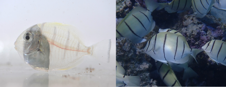 Left shows a photo of a young, transparent fish larvae in the early stages of its transition during reef settlement. Right shows a photo of an older specimen fish of that same species, no longer transparent but brighter silver in color, with thin dark vertical bars across its body. 