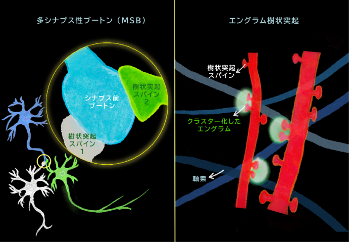 左側には、多シナプス性ブートン（MSB）と呼ばれる構造で、三つの脳細胞が接している様子が描かれている。拡大図では、青色で示されたシナプス前ブートンが、異なる脳細胞に由来する二つの樹状突起スパイン（一つは緑色、もう一つは白色）に触れている様子が確認できる。右側には、本研究で対象としたエングラムに関与する樹状突起の一部を示した図がある。