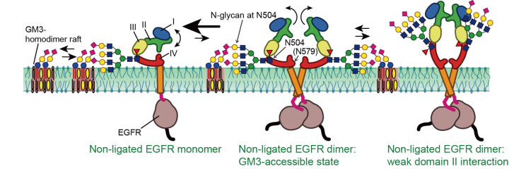 A diagram of glycan-glycan interactions with EGFRs. On the left, GM3 homodimer rafts couple to a glycan portion of an EGFR monomer. On the right is an EGFR dimer, and in the center is a dimer coupled to GM3, and likely to break apart into its monomers.