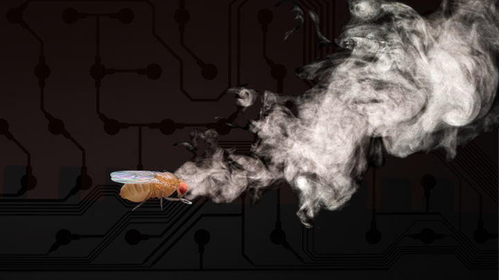In the foreground, a fly sniffs at an airborne scent. Abstract circuitry can be seen in the background 