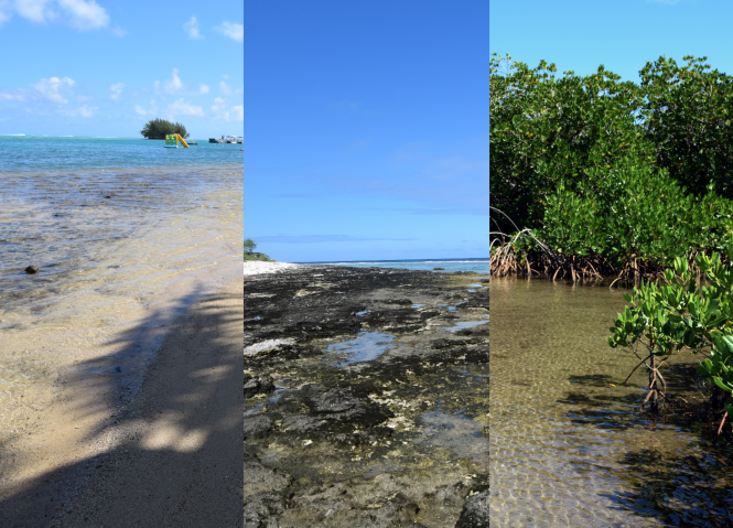 Three photos show starkly different habitats across Moorea's coastline - on the left, a sandy beach; in the middle, beach rock; on the right, a lush mangrove forest.