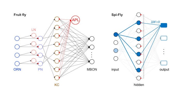 Two architecture schematics, on the left the fruit fly olfactory system, on the right, a simplified, similar set up for the Spi-Fly algorithm. Blue and red circles represent neurons, with arrows between them symbolizing the pathways and connections that form the systems. 