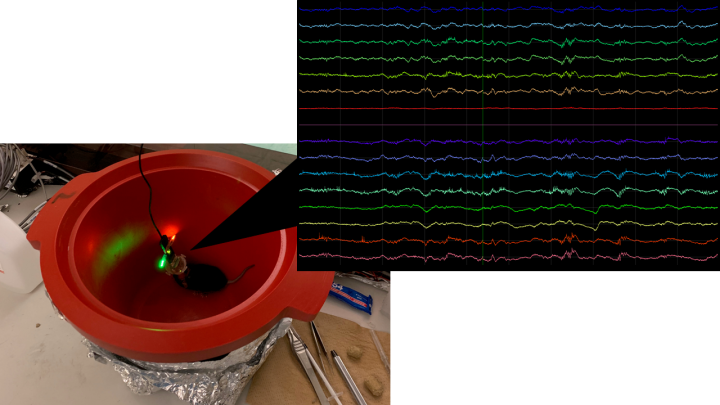 Tetrode Recording