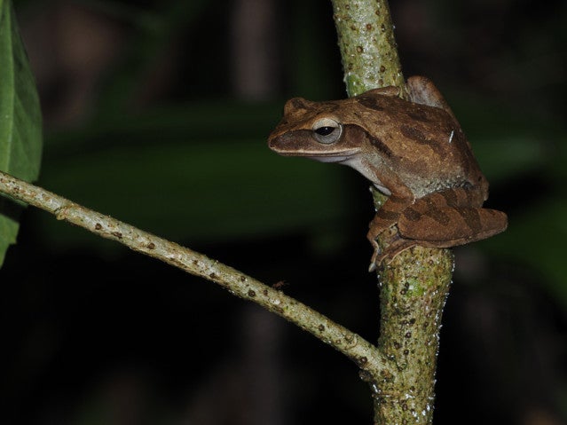 Development of an Edge AI System for Real-Time Detection of Alien Invasive Anuran Species