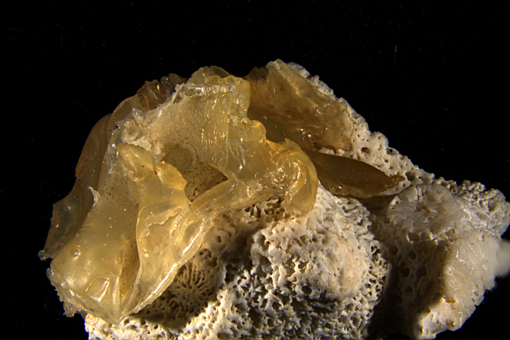 黄色いプラスチックの塊が付着したサンゴ片の顕微鏡写真。