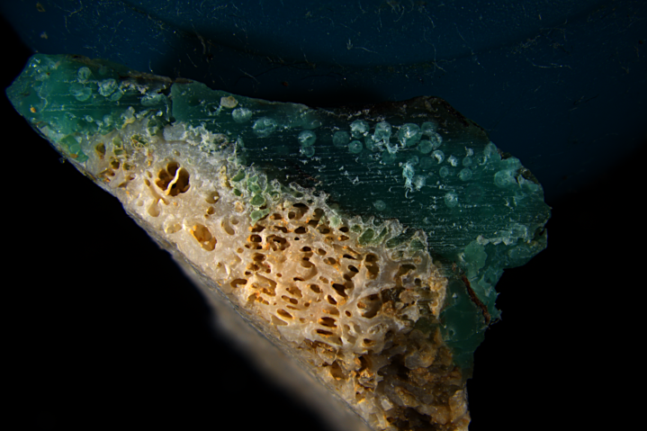 Microscope close-up of a coral specimen with a teal blob of plastic.