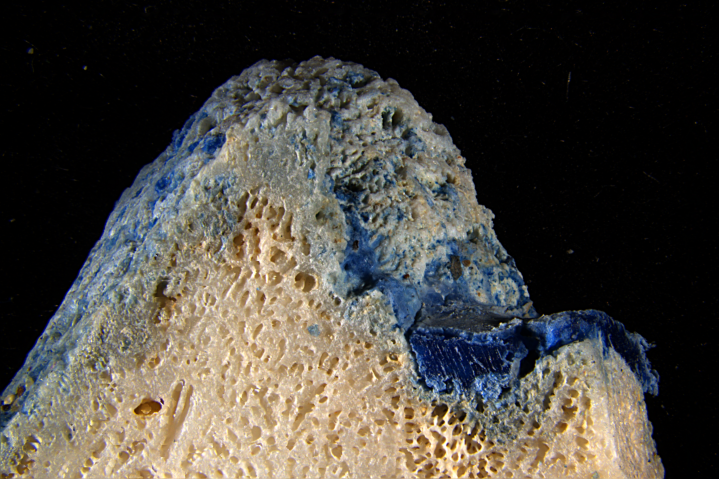 Microscope close-up of a coral specimen with a blue ring of plastic.
