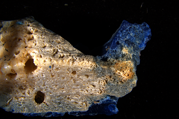 Microscope close-up of a coral specimen with a blue ring of plastic.