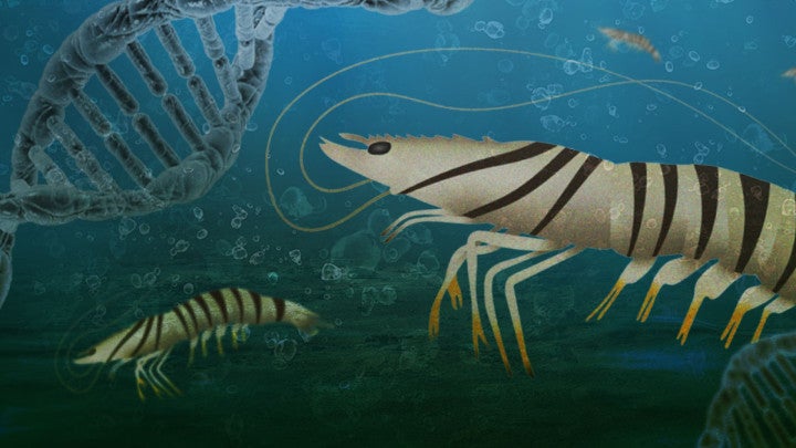 New research provides useful genetic resource on farm-raised kuruma shrimp