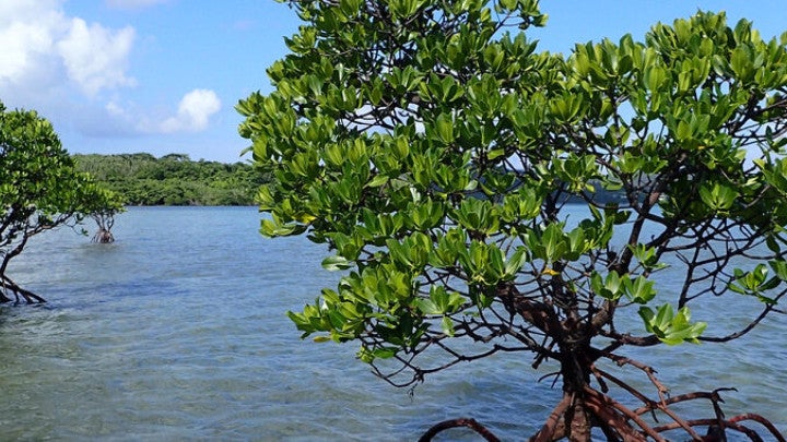 Tracking the journey of mangroves in southern Japan