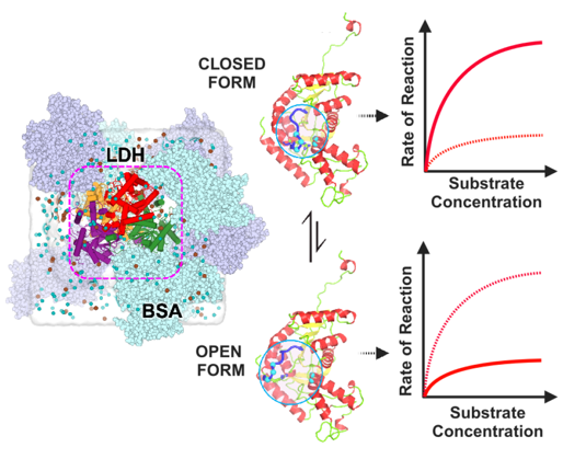 Illustration shows the enzyme lactate dehydrogenase (LDH) surrounded by bovine serum albumin (BSA) proteins in a crowded environment. The enzyme can adopt closed and open conformations. Graphs show that the closed form has a higher reaction rate as substrate concentration increases, while the open form has a lower rate.