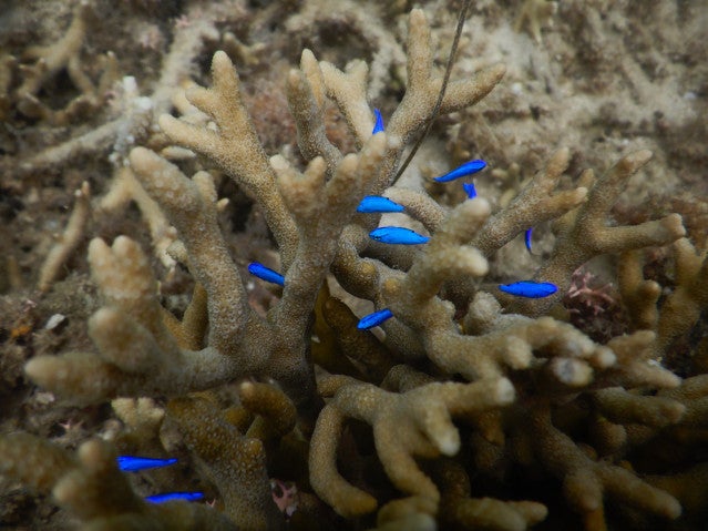 Small bright blue fish hide within branches of coral.