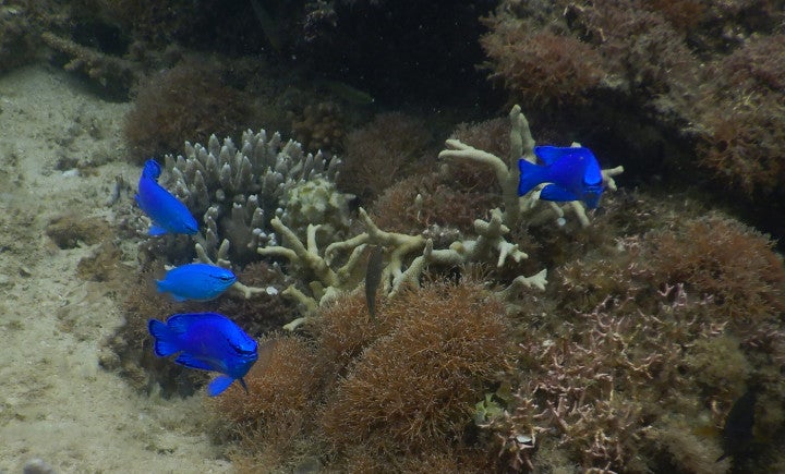 Bright blue fish hover over different types of coral.