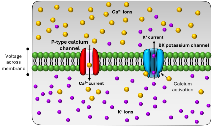 An illustration of a cell membrane, embedded with P-type calcium channel and a BK potassium channel. Free calcium and potassium ions are shown in gold and purple respectively. 
