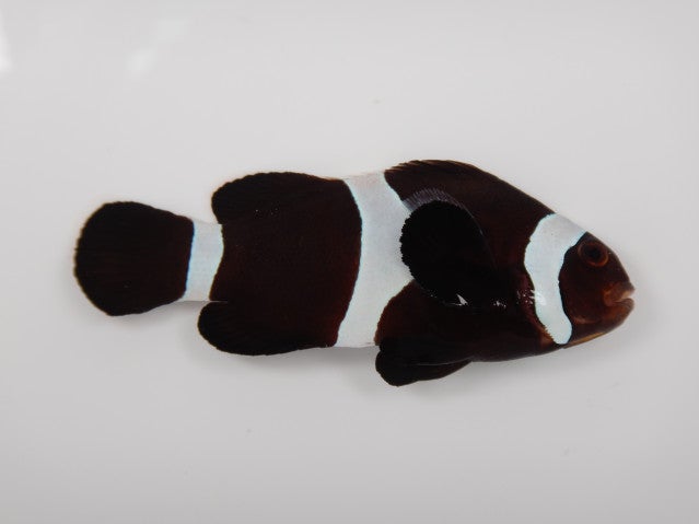 black Ocellaris