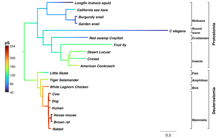 A tree showing the evolutionary relationships between mammals and other animals. The color of the lines joining the trees indicates the unitary conductance of BK channels - higher conductance is related to mammals (red) and birds (dark orange), while lower conductance is found in other vertebrates (Deuterostomia) and across Protostomia, such as mollusks (blue) and insects (green).