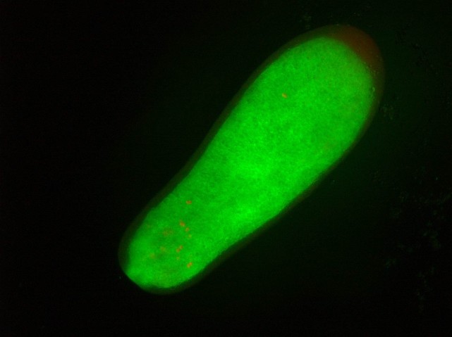 コユビミドリイシAcropora digitiferaのプラヌラ幼生(緑色)と共生している褐虫藻(赤色)