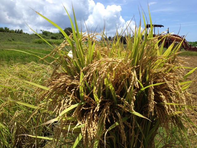 難消化米（名護圃場にて）