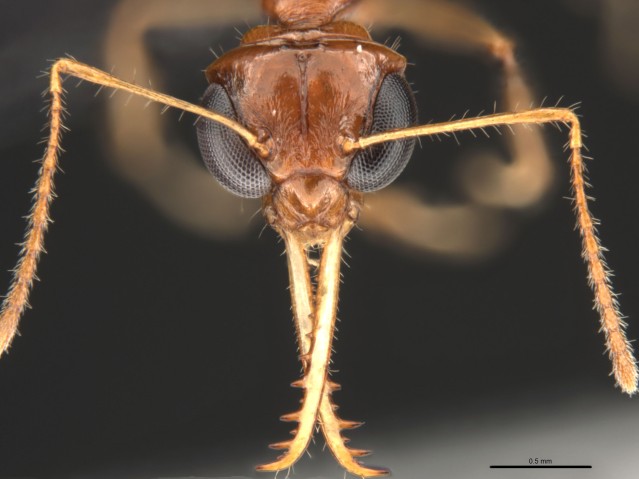 Myrmoteras cuneonodum, ant head under a microscope