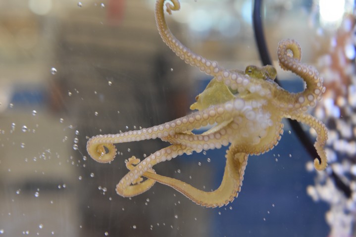 OIST Marine Science Station Octopus