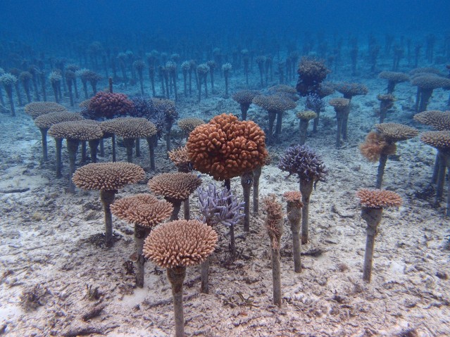 The Coral Reef Preservation and Restoration Project by the Okinawa Prefectural Government (Maeganeku, Onna)