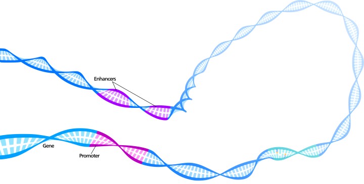 DNAのループ構造