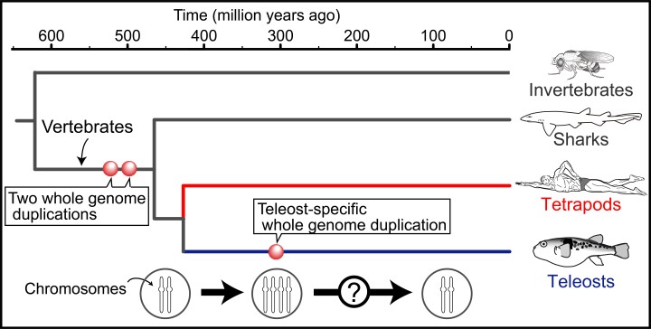 Evolution of major vertebrates and whole genome duplication events