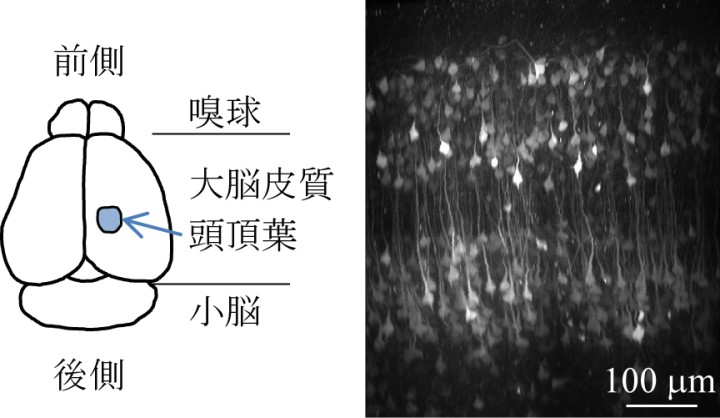 A depiction of the location of the parietal cortex in a mouse brain can be seen on the left. On the right, neurons in the parietal cortex are imaged using two-photon microscopy.