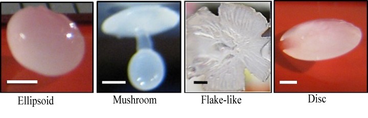 4種の特徴的な非球面形状