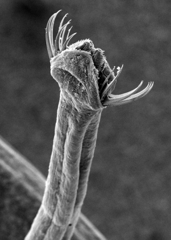 Black and white image of a long rod-like object with fine, curved spines protruding from the sides.