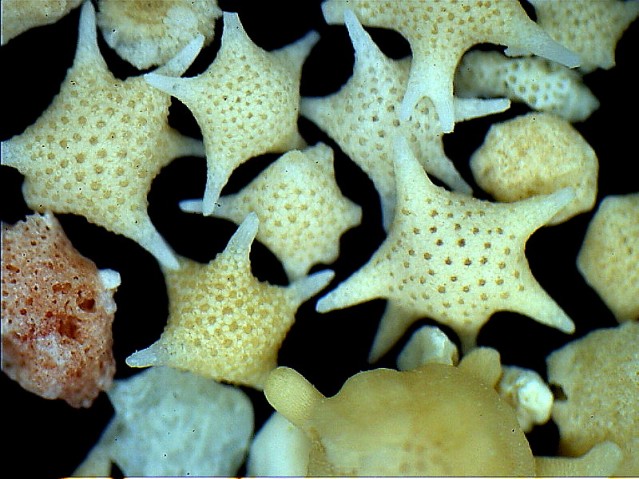 Star-shaped Foraminifera