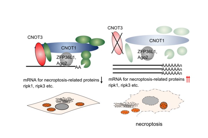Suppression of the mRNA turn-over leads to necroptosis