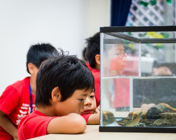 Grades 1-2: "Life in Water"