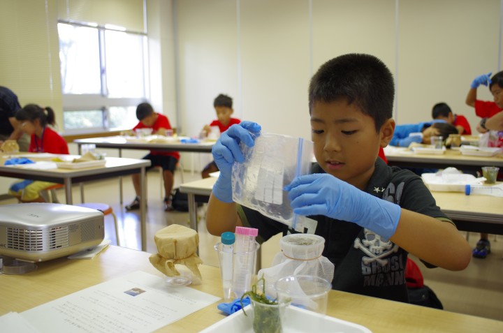 Experimenting with Umibudo (Sea Grapes)