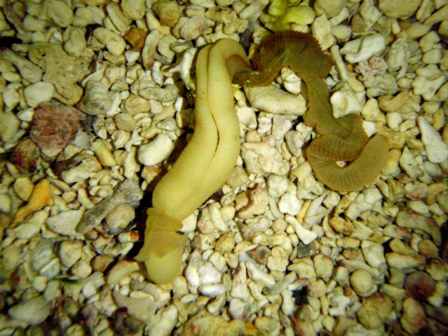 Acorn worms, a group of hemichordate animals