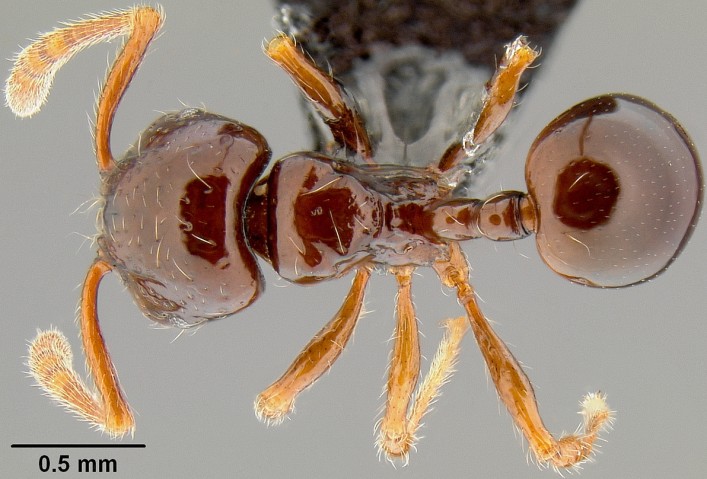 Pristomyrmex tsujii Seen from the Top