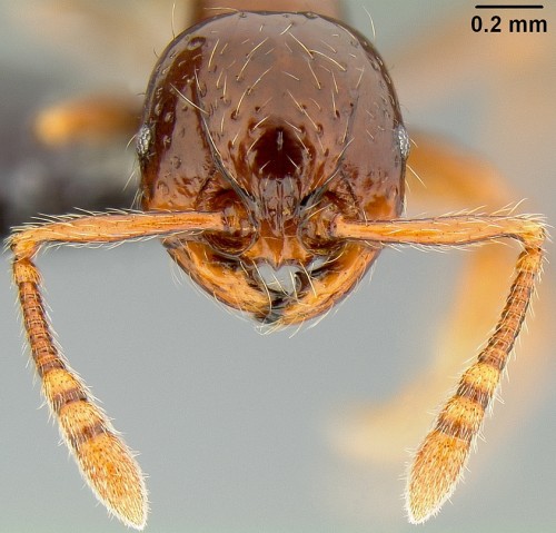 Head of Pristomyrmex tsujii