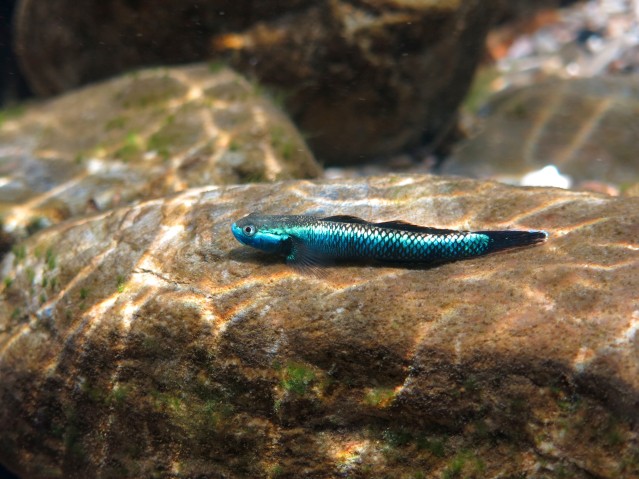 Picture of a goby