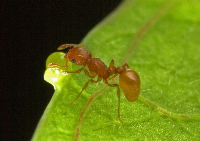 Forager ant on a bright green leaf.