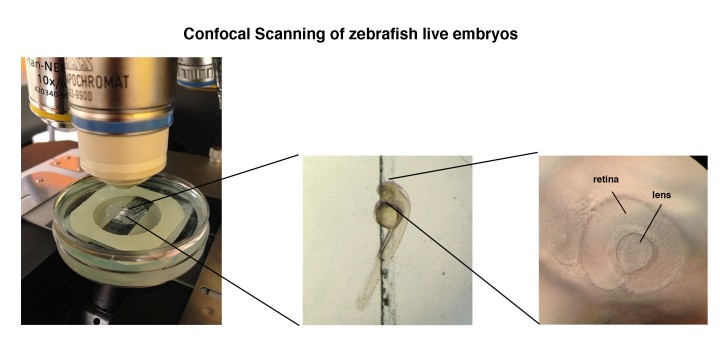 Live zebrafish embryos were immobilized under a confocal microscope so that their eye development could be tracked in real time. The lens of the eye contained bioengineered cells that would express proteins that produced a color visible under the microscope.