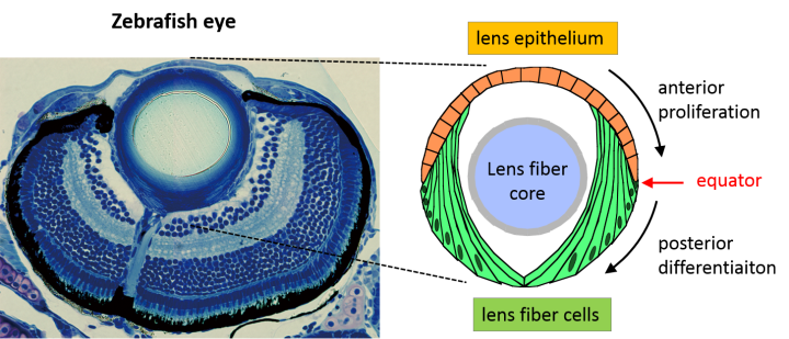 キャプション：ゼブラフィッシュの眼の切片像。左の写真は顕微鏡で撮影したゼブラフィッシュの眼球の切片。写真上が眼球前部で、写真下が眼球後部。右図は水晶体の上皮細胞と線維細胞について、他の眼球構造との相対的な位置関係を示したもの。