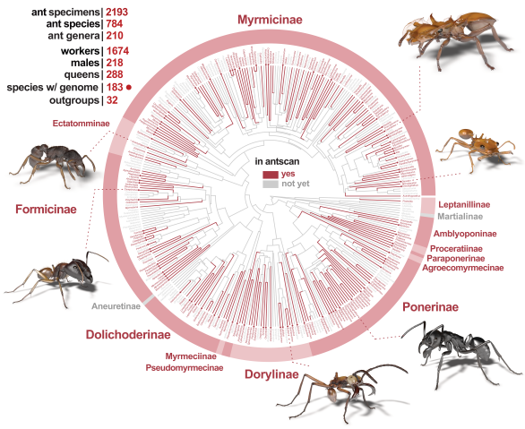 円形の系統樹図で、現在記載されているすべてのアリの属を示している。それぞれの線はデータセットの有無に応じて色分けされており、大多数はデータがあることを示す赤色で表示されている。