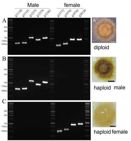 PCR tests of a diploid, male haploid and female haploid germlings have been developed, improving the efficiency of cultivation and aiding attempts at crossbreeding.