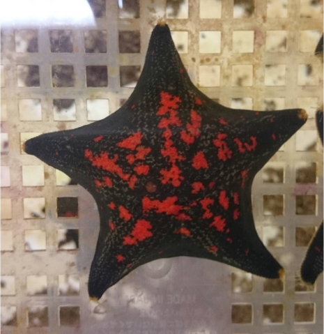 A starfish, also known by the scientific name Patiria pectinifera 