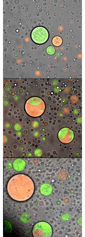 Swimming Protein Droplets