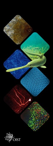 vertical banner with 6 images of science