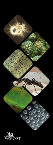 vertical banner with 6 images of science