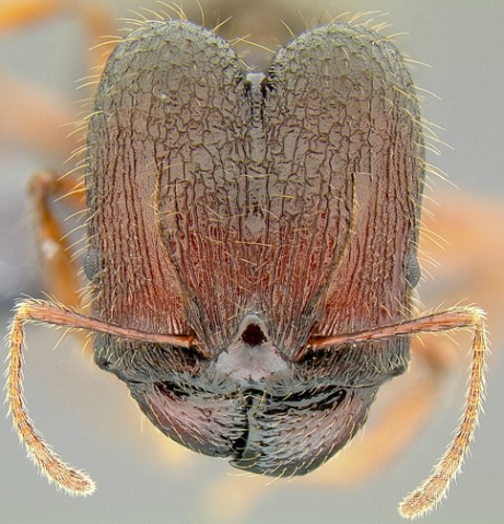 Head of an ant