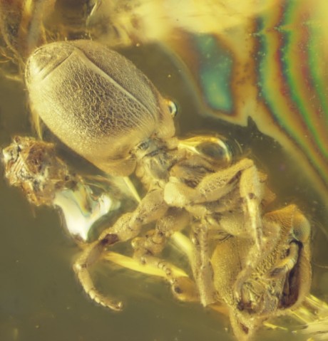 A fossil ant of the genus Cephalotes, encased in amber.